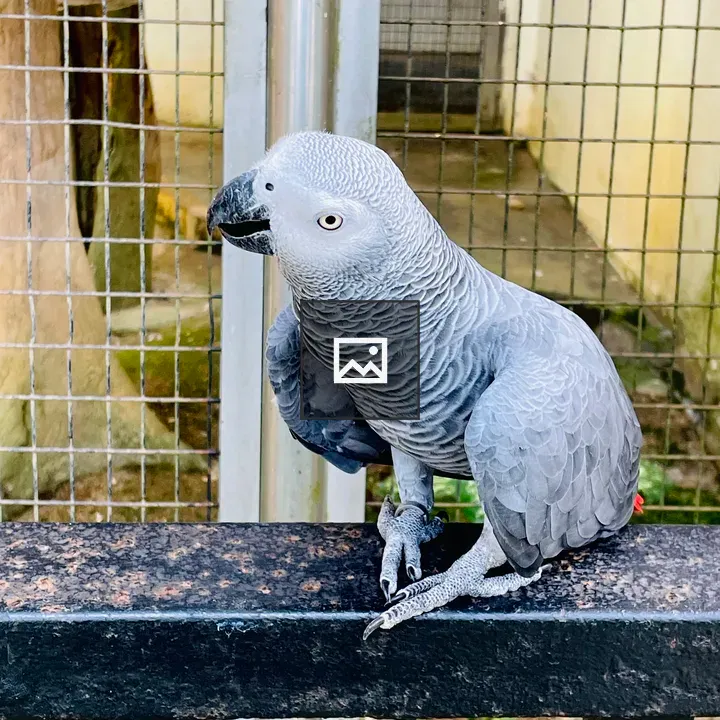 Grey parrot portrait