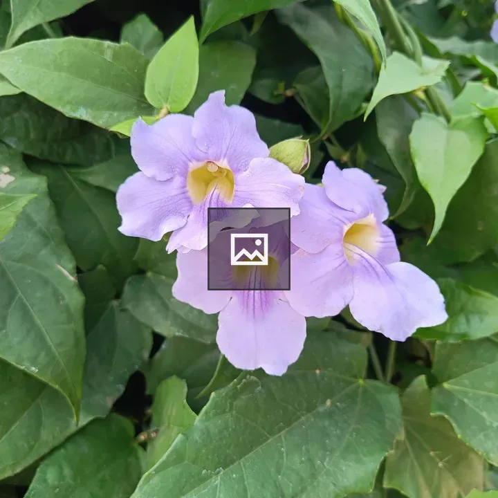 Purple flowers cluster among green leaves