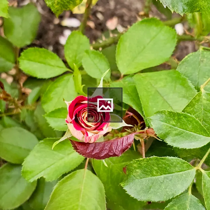 Red and Cream Rosebud