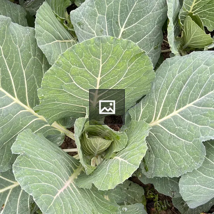 Green Cabbage Leaves Close-Up