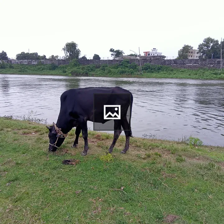 Black cow grazing by river