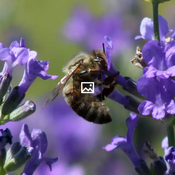 Honey bee on lavender
