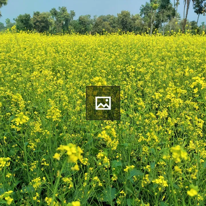 Mustard Flowers Blooming Scene