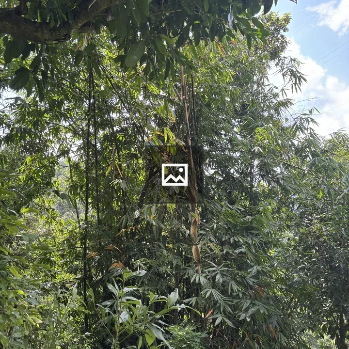 A lush green scene with bamboo