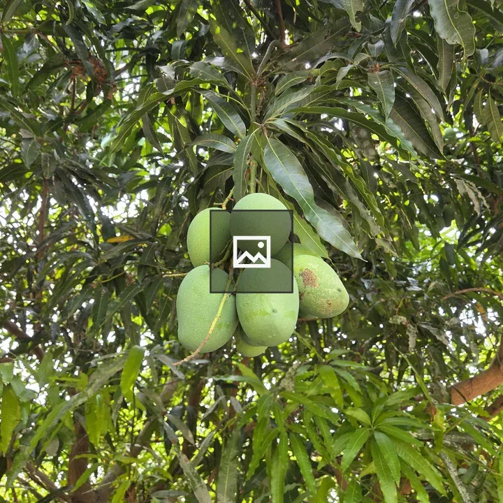 Unripe green mangoes cluster