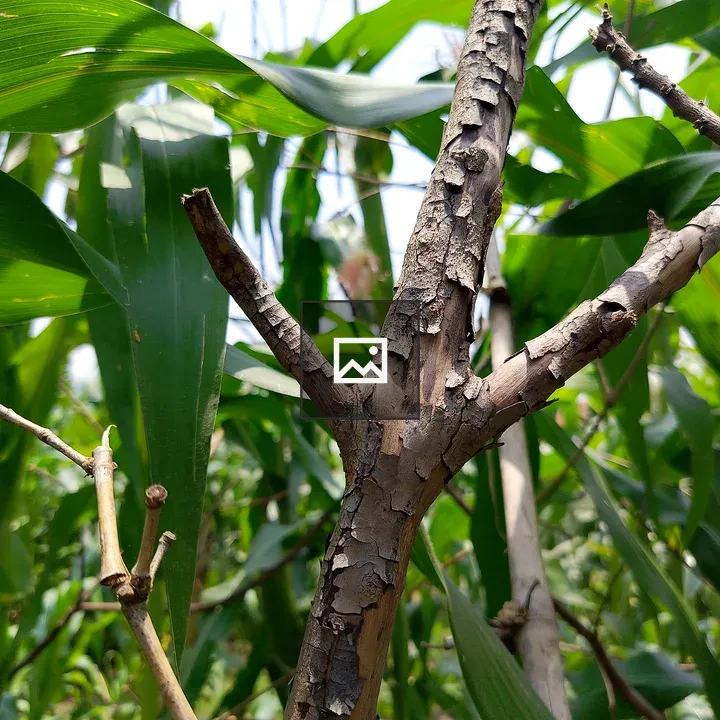 Close-up of Bark and Leaves