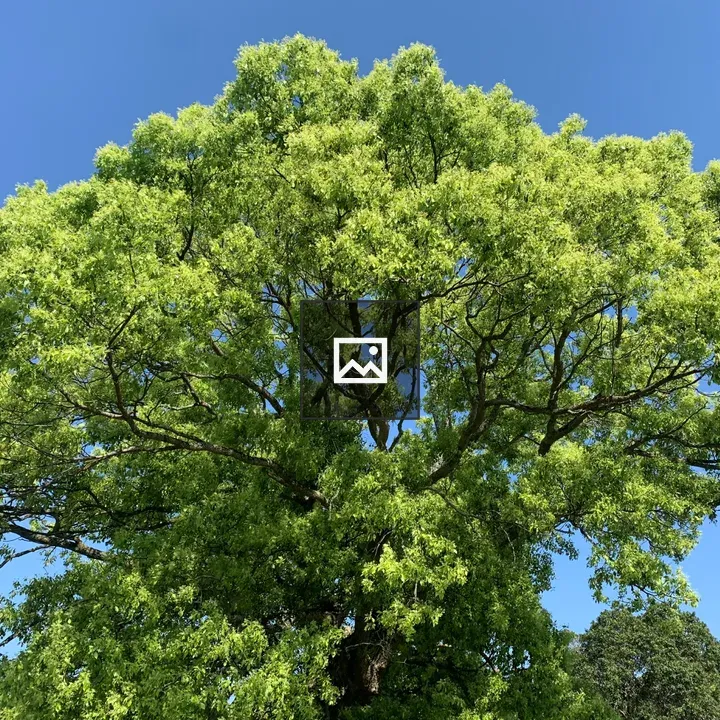 Green tree by Lake Takataki