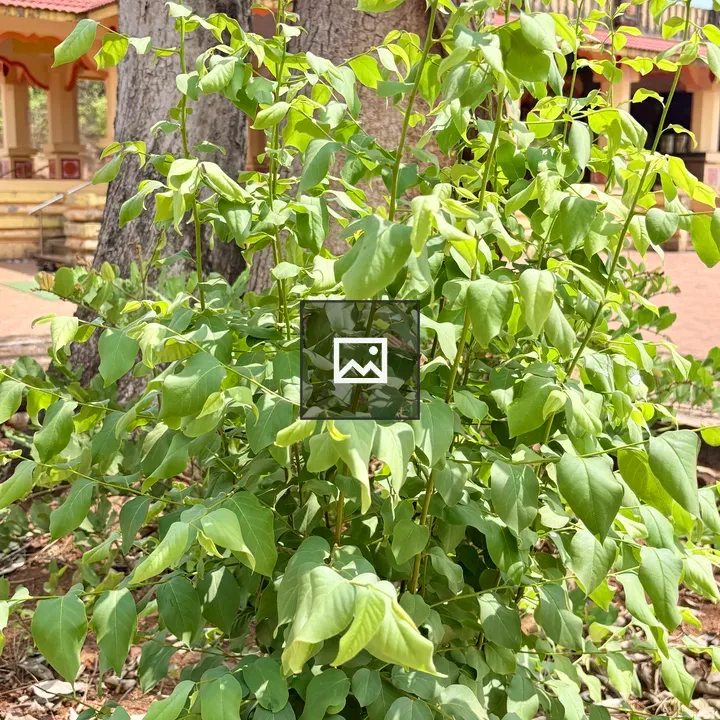Lush green shrub with leaves