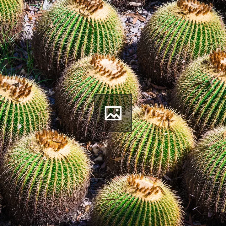 Echinocactus grusonii cactus