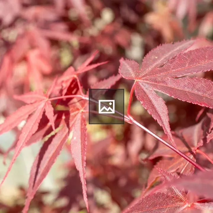 Japanese Maple Acer palmatum