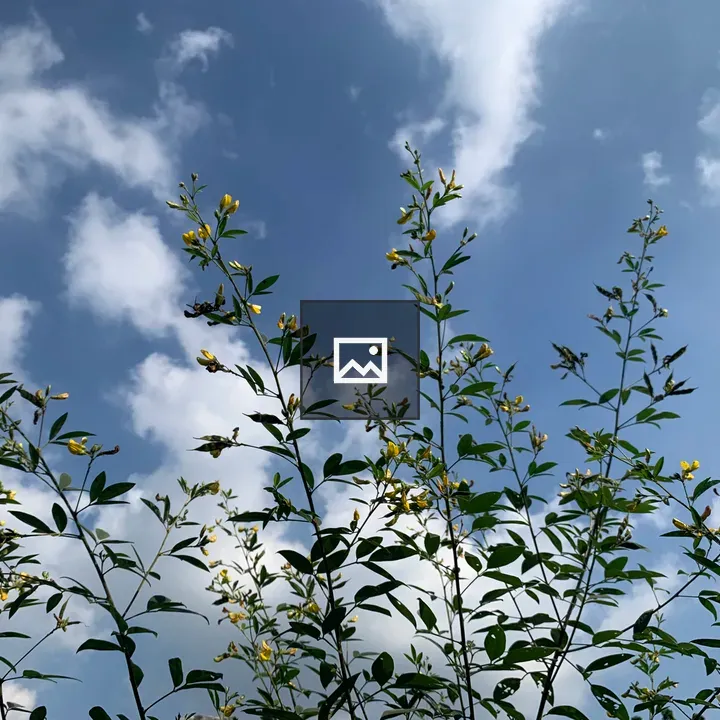 Skyscraper in Tree