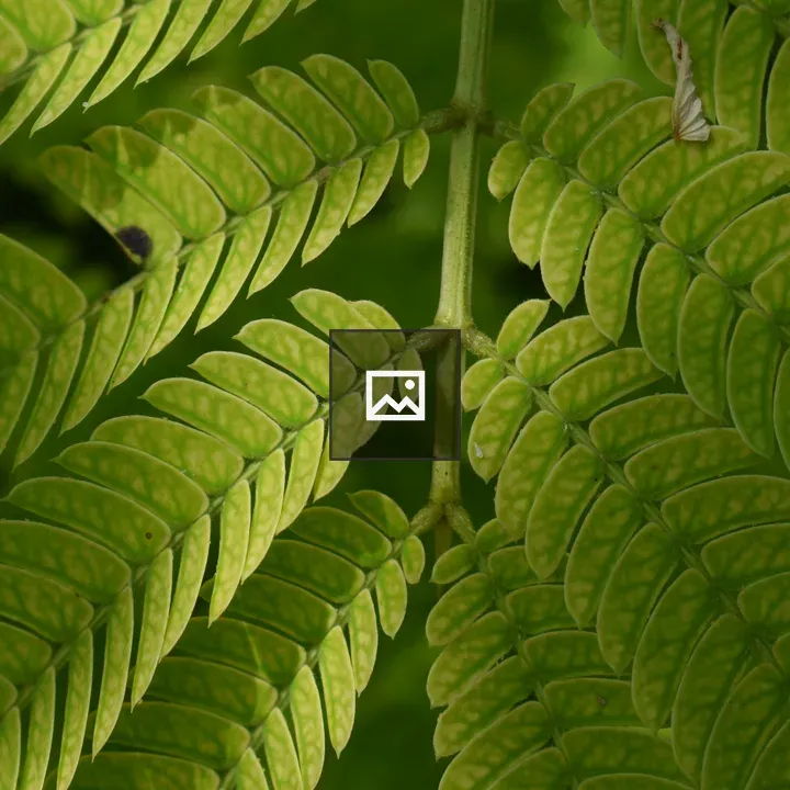 Close up of a green plant