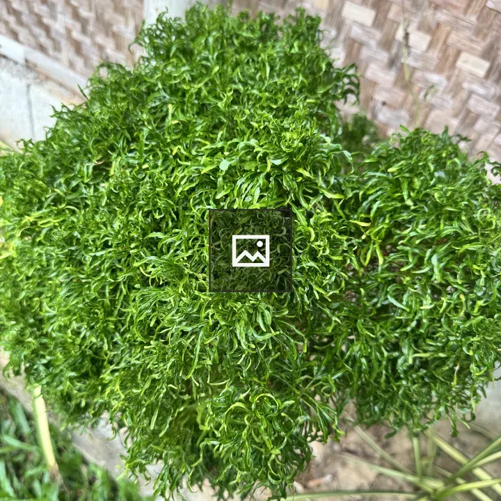 Close-up Green Plant with Curly Leaves