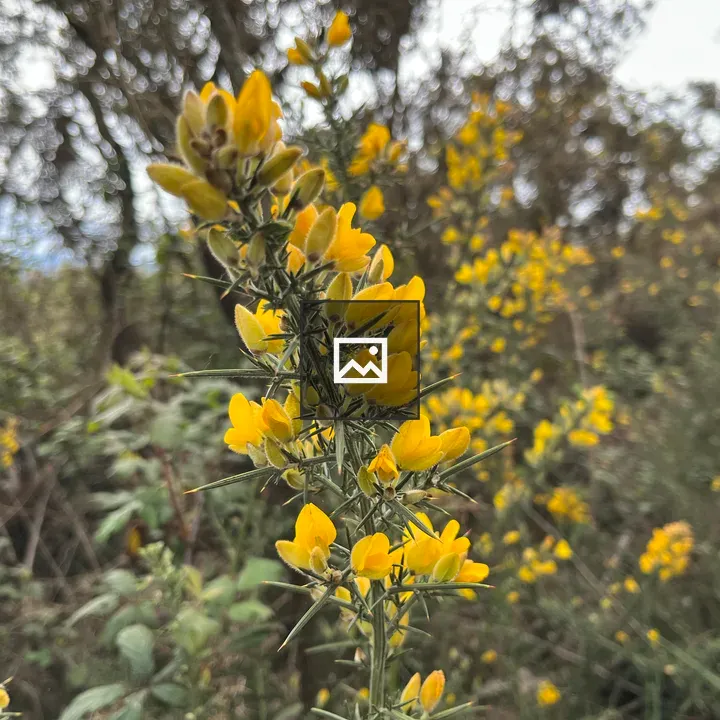 Flower of Ulex Europaeus in Galicia