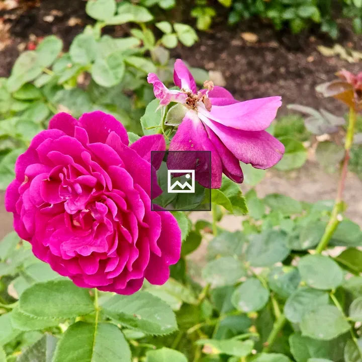 Two blooming roses on stem