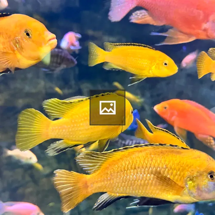 Yellow and orange tropical fish in aquarium