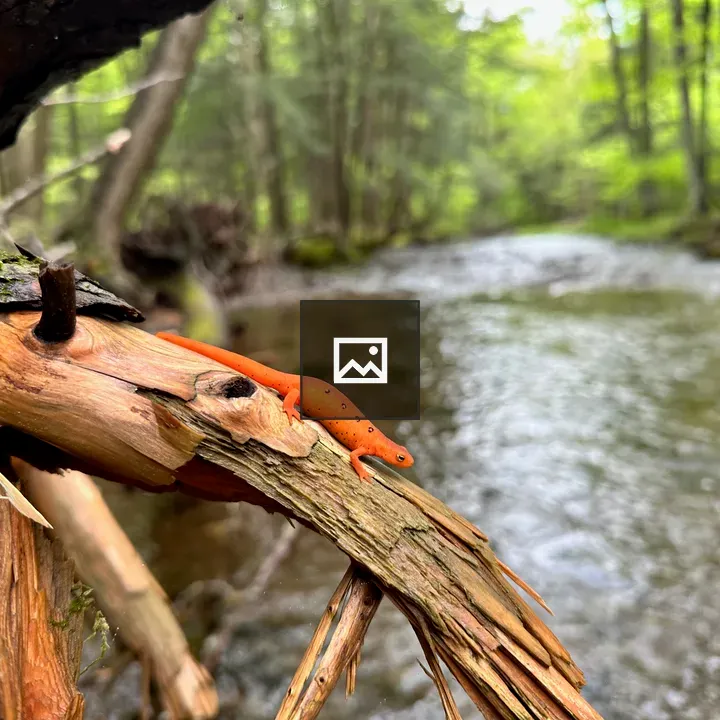 Orange red eft on wet log