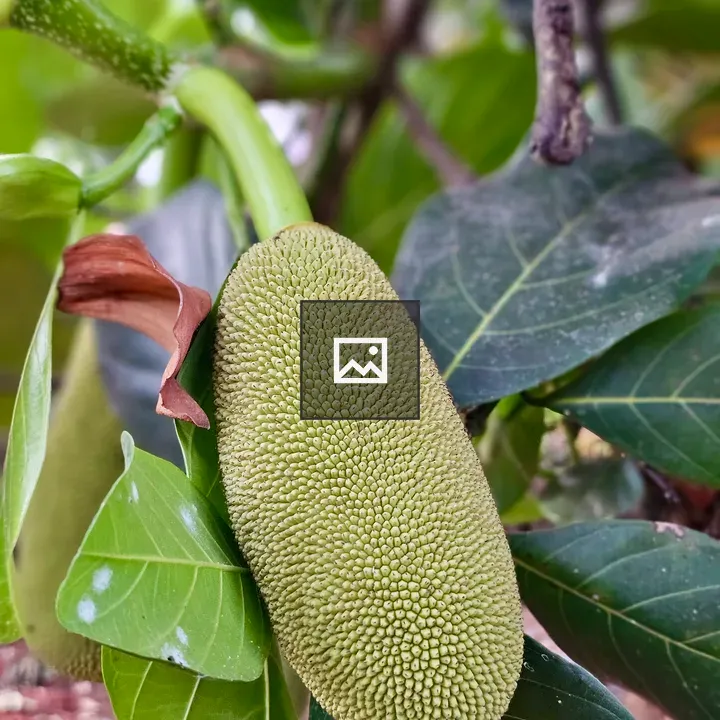 Young green jackfruit on branch