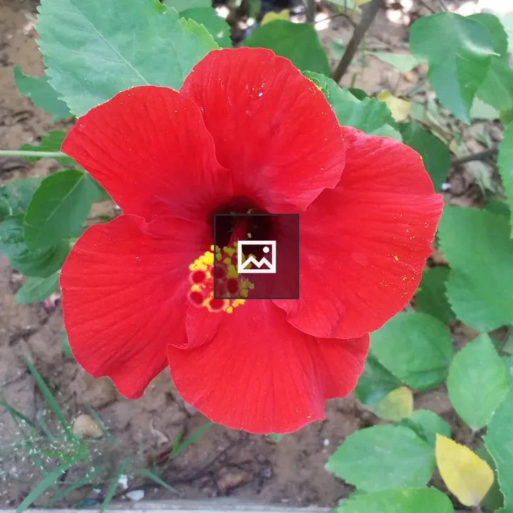 Red hibiscus with green leaves