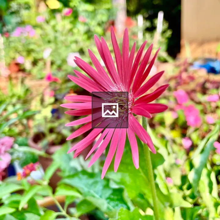 Gerbera jamesonii Flower in Bloom