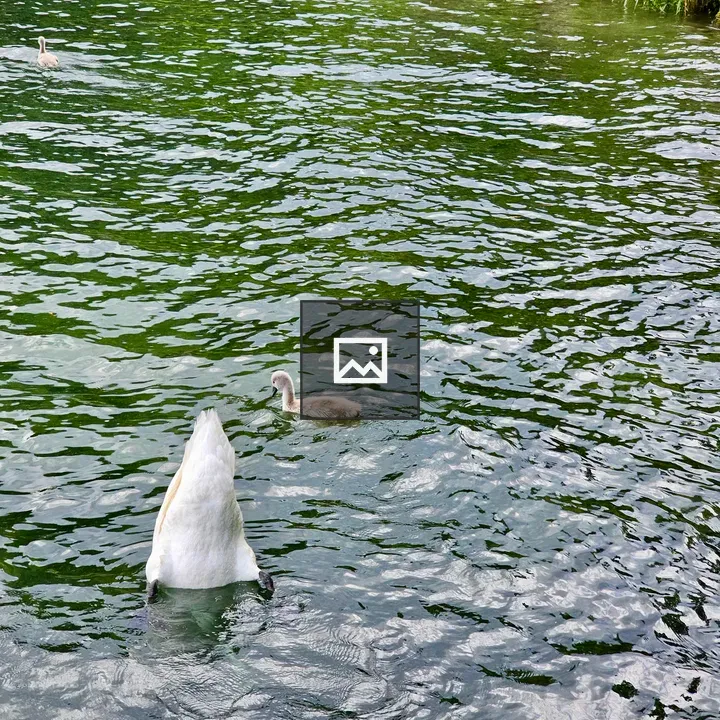 Swan Pair on Lake Zurich