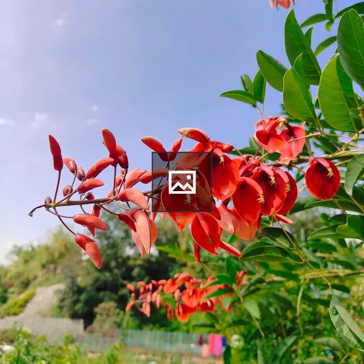 Close-up of red bell-shaped flowers