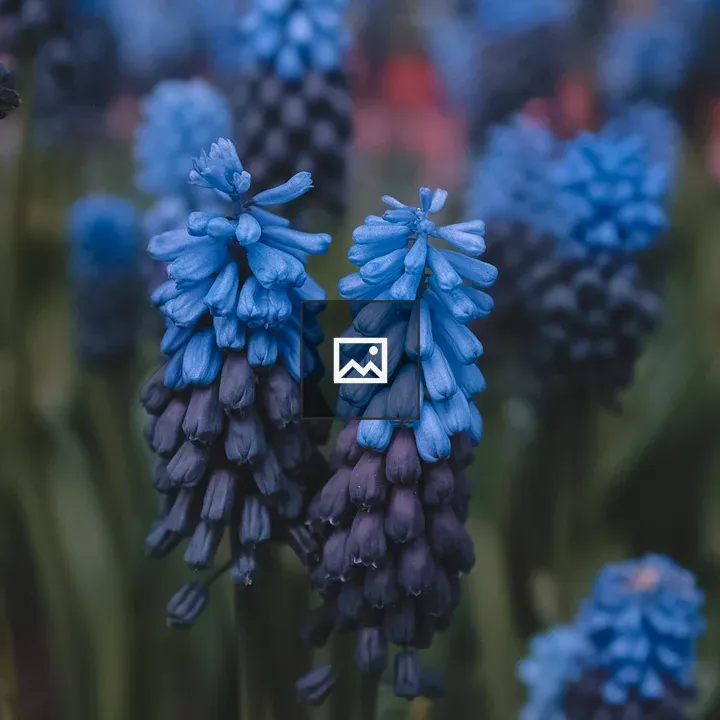 Two blue tulips