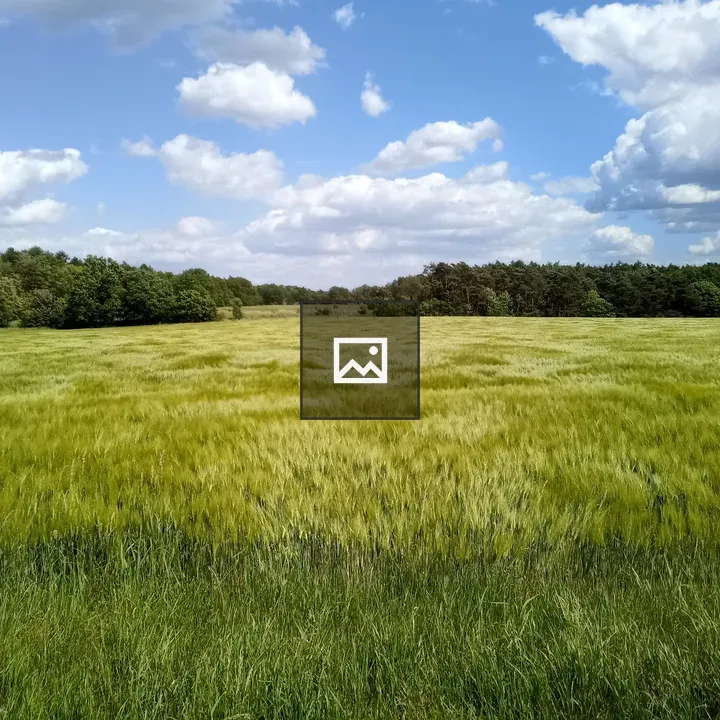 Wheat Field with Forest Backdrop