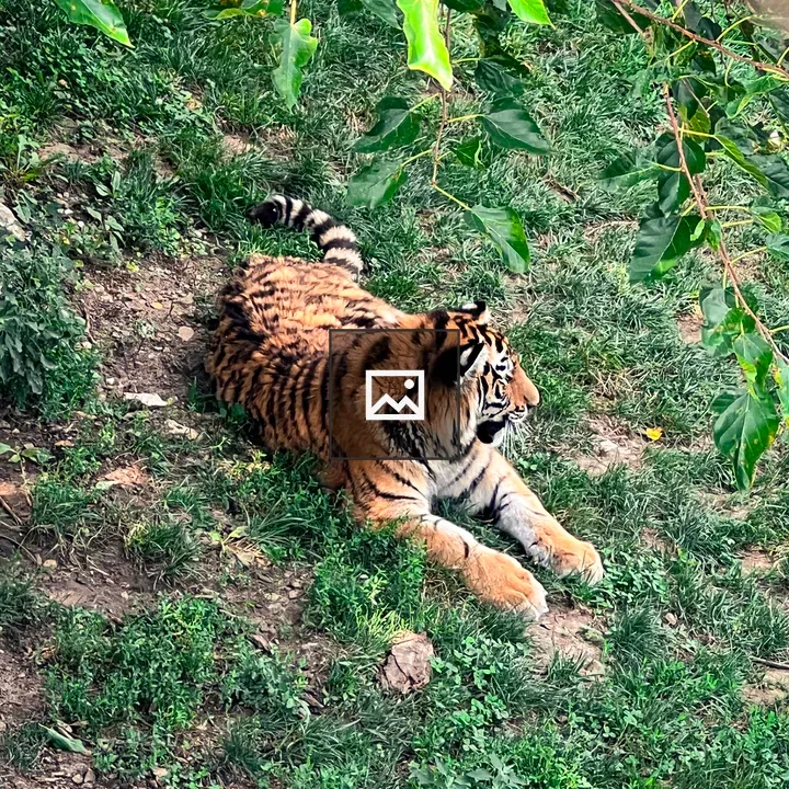 Tiger lying on grass
