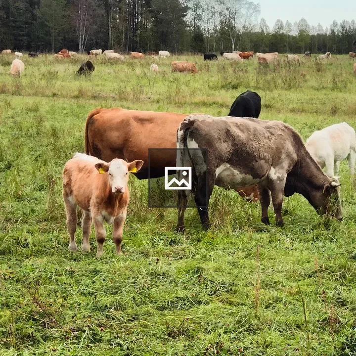 Pastoral cattle with calf