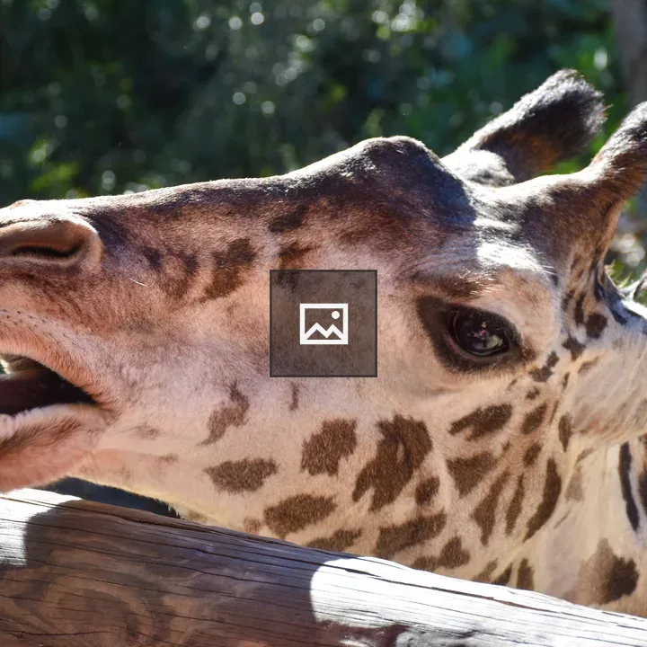 Giraffe Head Eating Lettuce