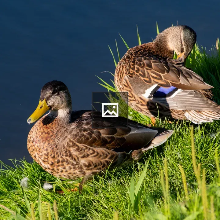 Mallards in Grass by Water