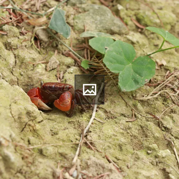 Crab Emerging from Riverbank Crevice