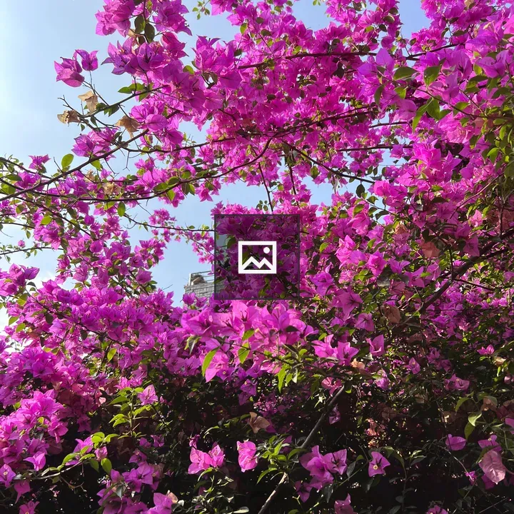 Bougainvillea Blooms in Pink