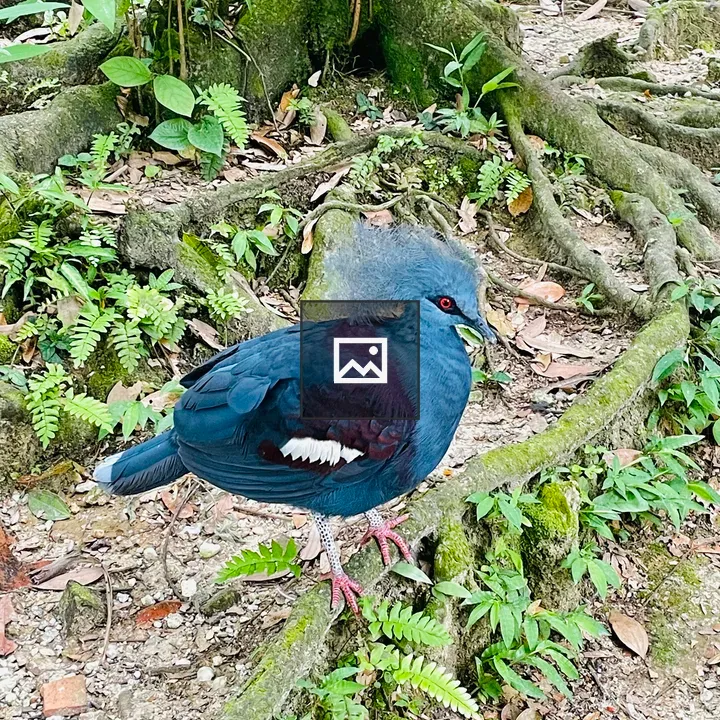 Western Crowned Pigeon