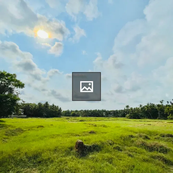 Paddy fields in the afternoon