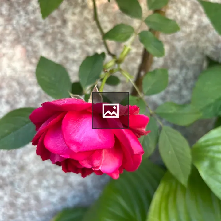 Pink Rose Blossom