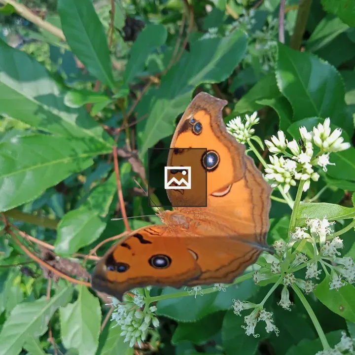 Orange butterfly on white flowers