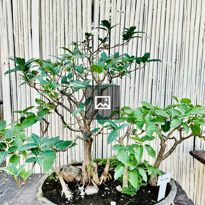 Ficus virens Bonsai Forest