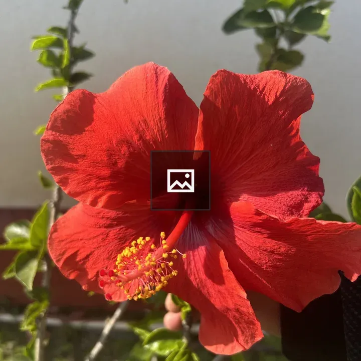 Hibiscus Blossom Up Close