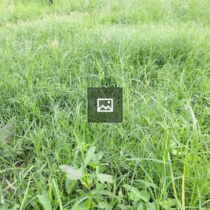 Green Grass Background