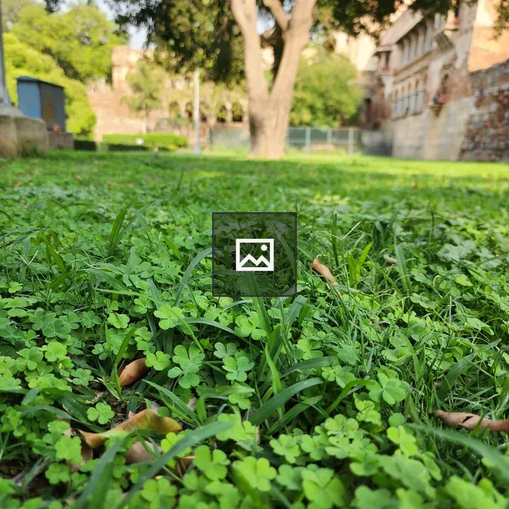 Tree in peaceful garden