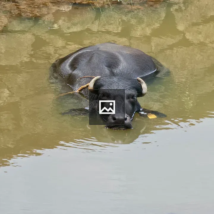 Buffalo Resting in Water