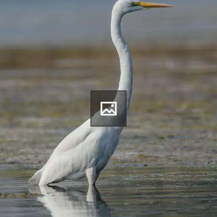 Great White Egret in Water