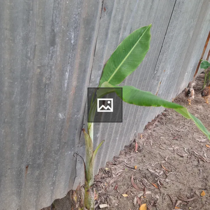 Banana Plant with Green Leaves