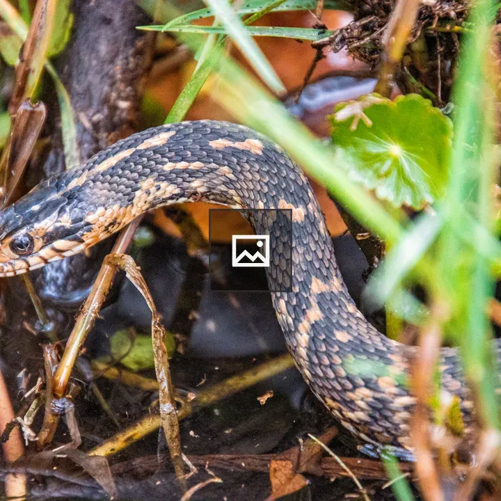 Small snake in the grass
