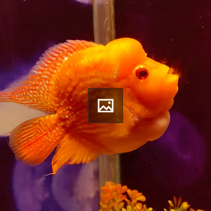 Fish in the aquarium