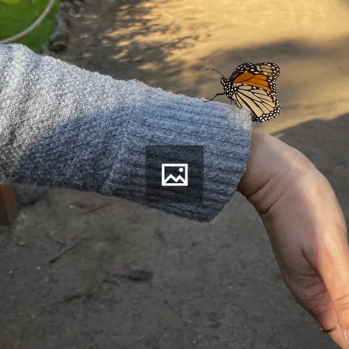 Monarch Butterfly on Visitor