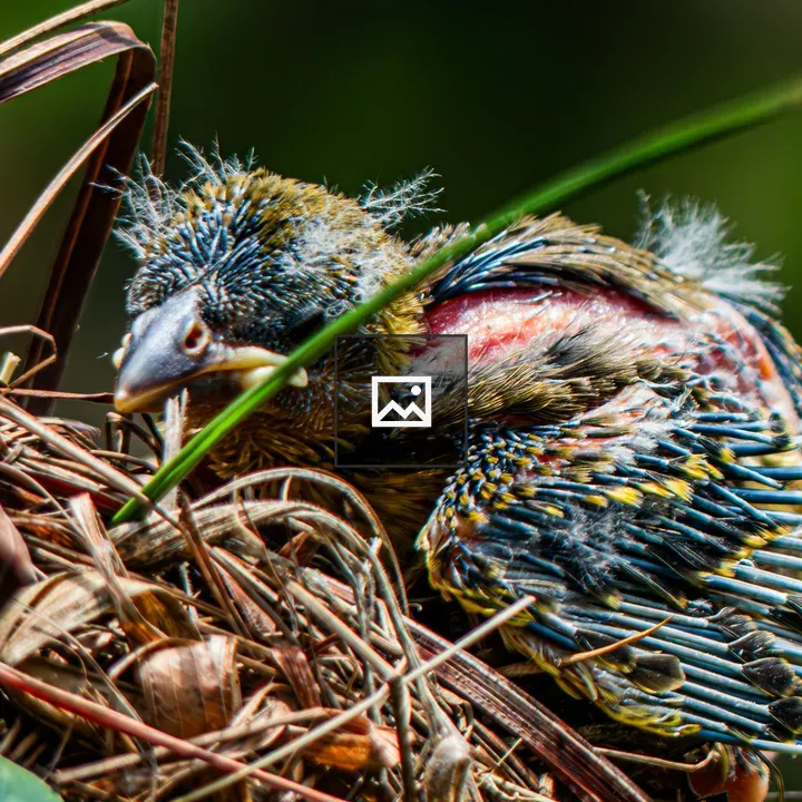 Male Black-headed Weaver close-up
