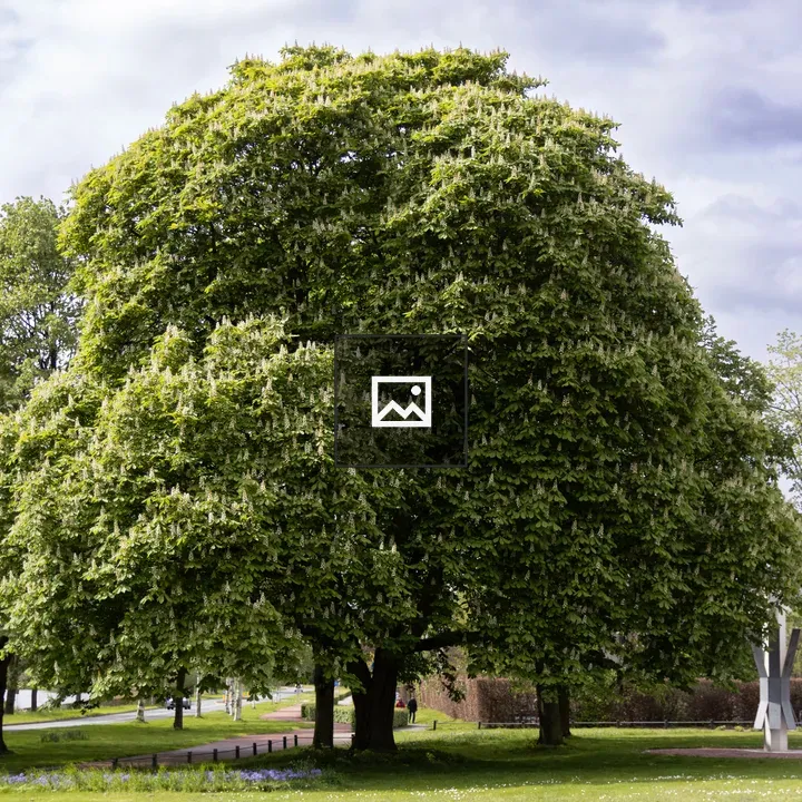 Tree in a Park with Clouds